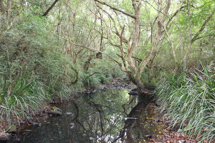Waukivory NSW 2422 - Image 3