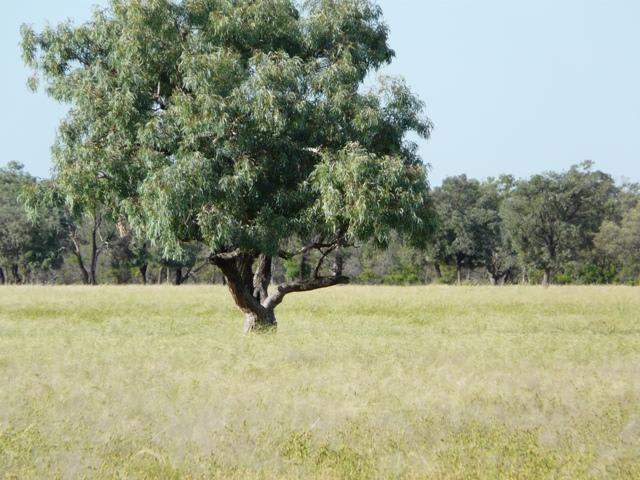 4762 Murra Murra Road Bollon QLD 4488 - Image 2