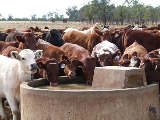 CAMPBELLS Carnarvon Highway Thallon QLD 4497 - Image 1