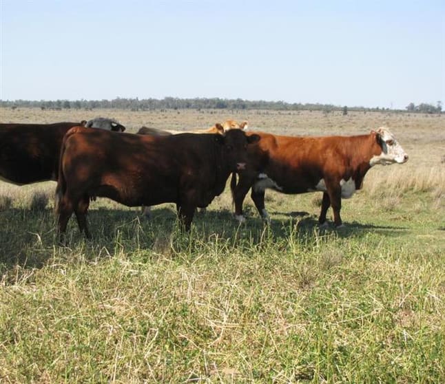 Click to view all images 3321 ACRES DEVELOPED GRAZING Hannaford QLD 4406 - Image 1