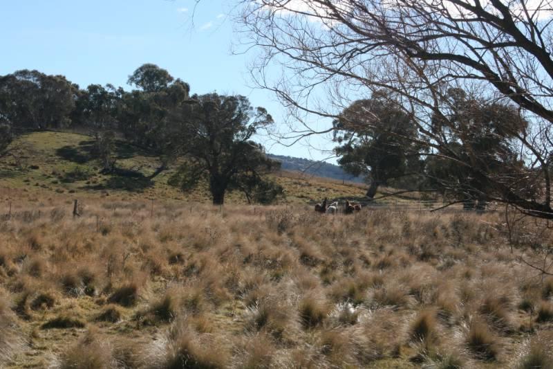 Lot 5 Callemondah Road Shannons Flat NSW 2630 - Image 2