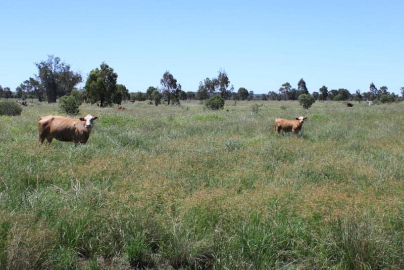 Roma QLD 4455 - Image 2