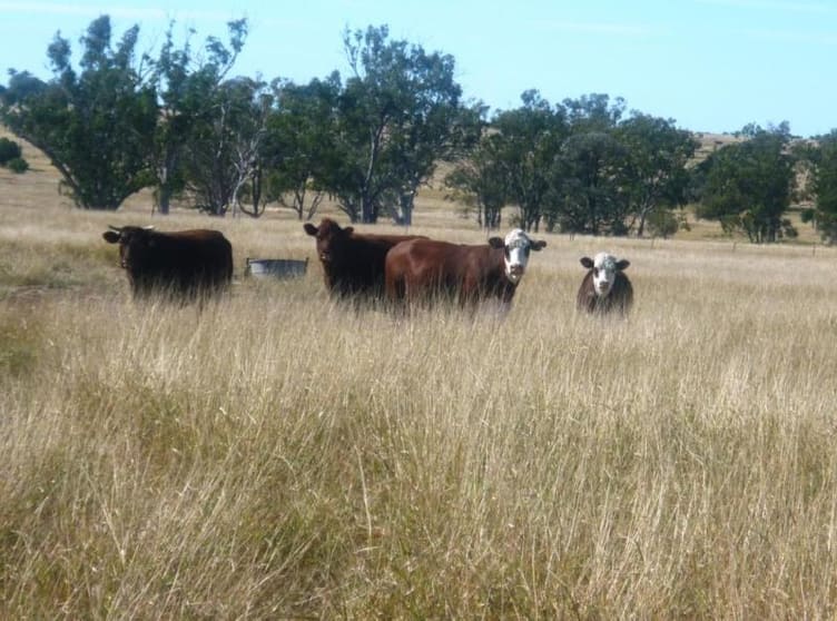 Click to view all images Roma QLD 4455 - Image 2