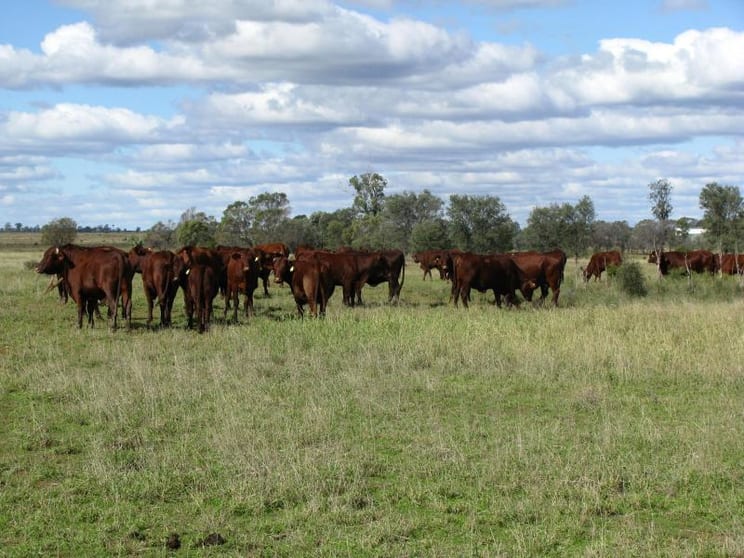 Click to view all images 2478 ACRES CATTLE AND CROPPING Tara QLD 4421 - Image 1