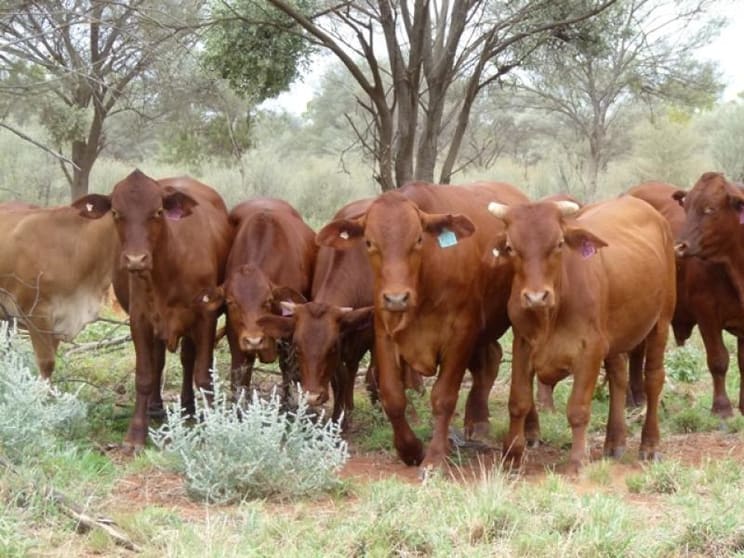 Click to view all images 10 Gumahah Road Cunnamulla QLD 4490 - Image 2