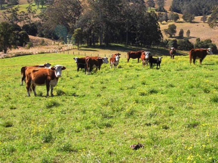 Strathcedar NSW 2429 - Image 2