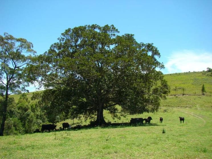 Knorrit Flat NSW 2424 - Image 3