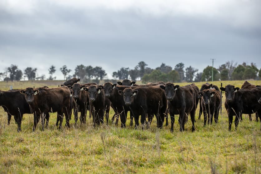 Rural / Farming commercial property for sale at 737 Dyamberin Road Wongwibinda NSW 2350 Rural / Farming commercial property for sale at 737 Dyamberin Road Wongwibinda NSW 2350