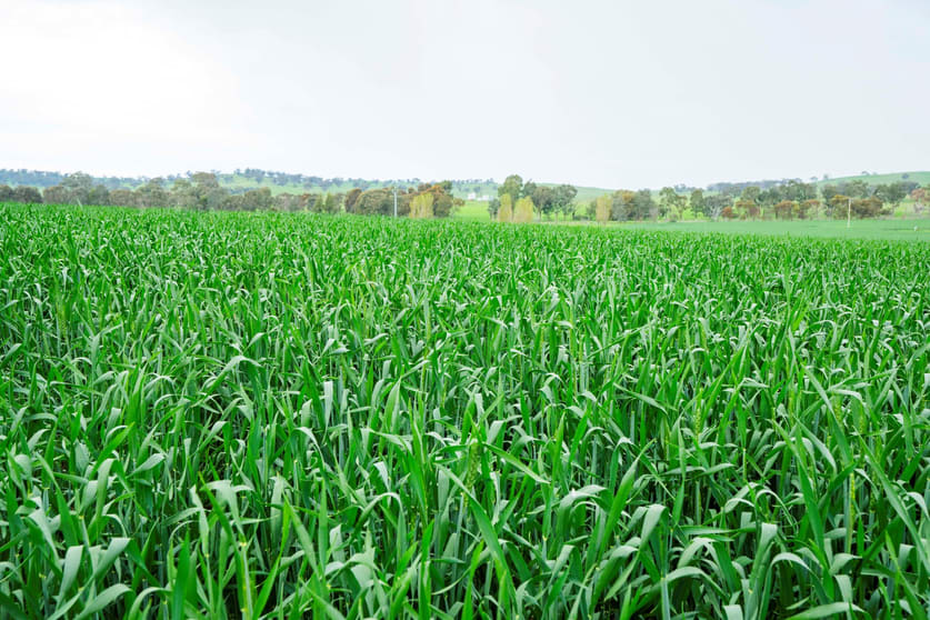 Rural / Farming commercial property for sale at 1329 Berthong Road Young NSW 2594 Rural / Farming commercial property for sale at 1329 Berthong Road Young NSW 2594