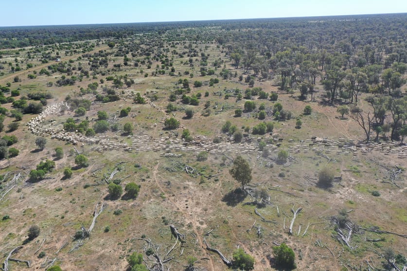 Rural / Farming commercial property for sale at 7040 Woolerina Road Bollon QLD 4488