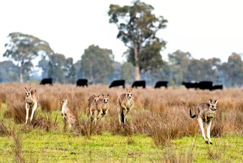 Cattle farm for sale PCB-0037
