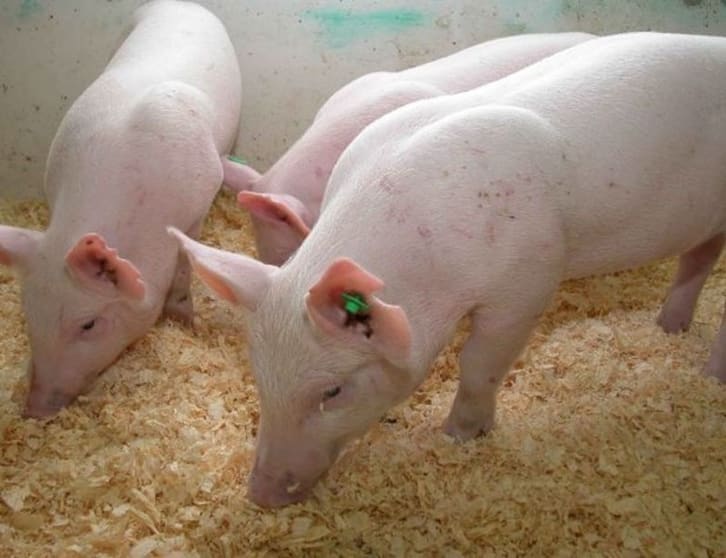 Piggery Business & Freehold in Riverina - Ref: 17138