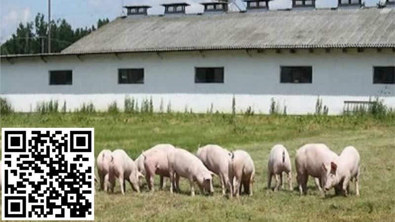Piggery Business & Freehold in Riverina - Ref: 17138