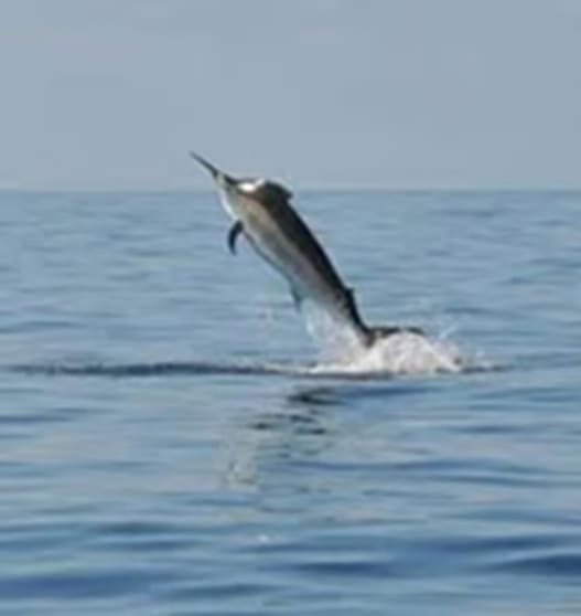 The Best Fishing Tackle Outlet In Australia The Best Fishing Tackle Outlet In Australia