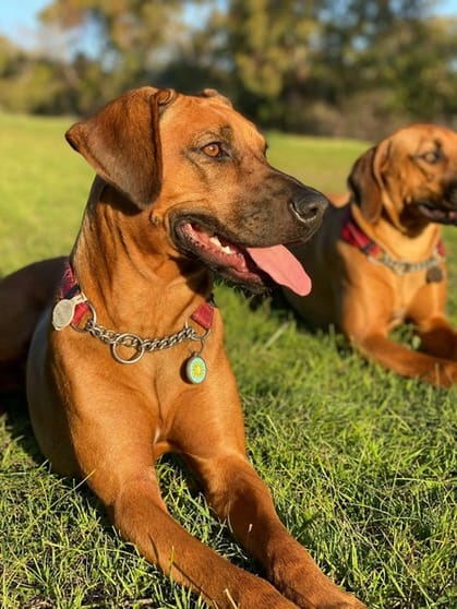 UNDER CONTRACT: Pet Resort, Boarding Kennels business for sale with a Property SR1454