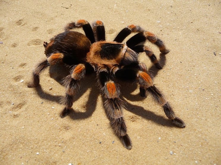 Pest Control - Termite Specialist Pest Control - Termite Specialist