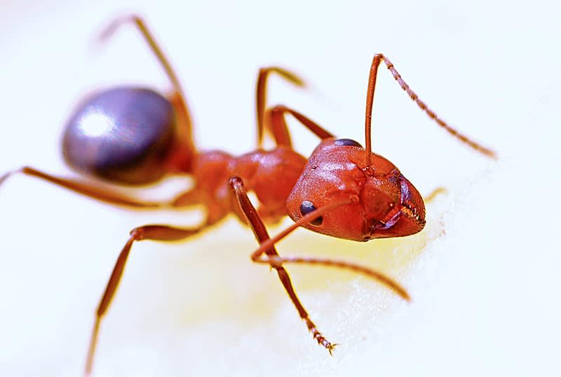Pest Control - Termite Specialist Pest Control - Termite Specialist