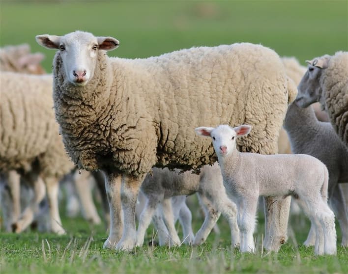 Australia's Progressive & Innovative Meat Exporters - 5875 Australia's Progressive & Innovative Meat Exporters - 5875