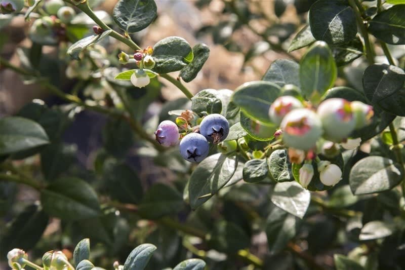 Blueberry Greens Award-Winning Farm + Freehold Lifestyle Property