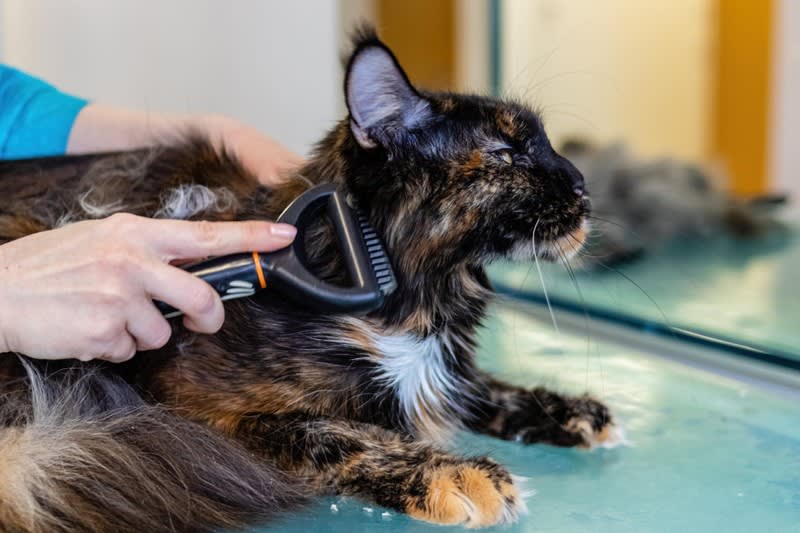 Profitable medium size dog grooming business Sutherland Shire Profitable medium size dog grooming business Sutherland Shire