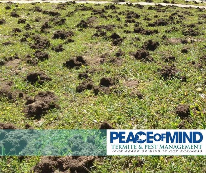 Established Termite & Pest Management Business Flexible, Mobile Operation. WIWO