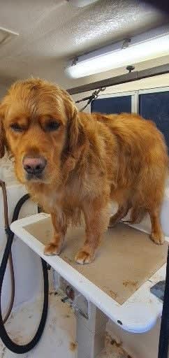 Profitable Mobile Pet Grooming Business with Loyal Hobart Client Base Profitable Mobile Pet Grooming Business with Loyal Hobart Client Base