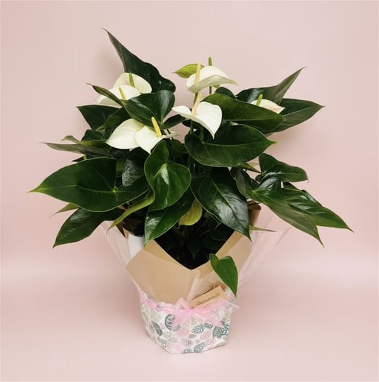 Online, Home-Based Plant and Gift Shop/ Florist Business for Sale Online, Home-Based Plant and Gift Shop/ Florist Business for Sale