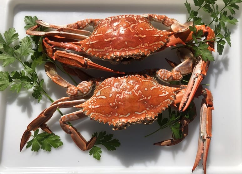 Established Mobile Seafood Retail Business  Three Turnkey Outlets Included