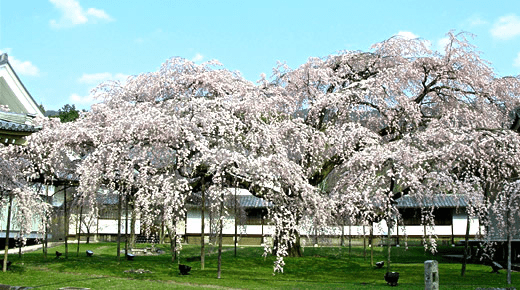 Daigoji Temple