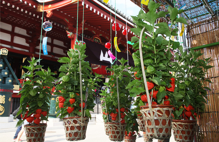  Forty-six Thousand Day Festival & Chinese Lantern Plant Fair