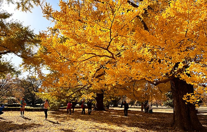 Autumn Foliage