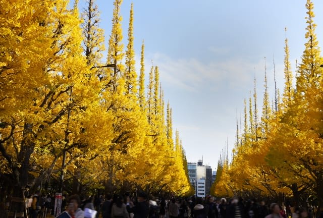 Autumn in Ueno Park & Fall Foliage Spots 2025: Ueno's 10 Best Places