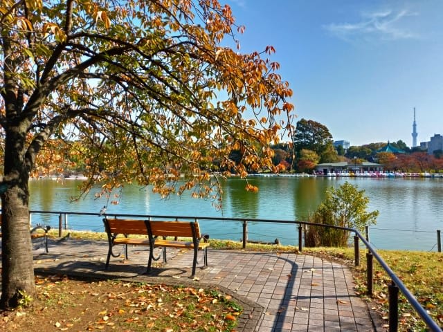 Autumn in Ueno Park & Fall Foliage Spots 2025: Ueno's 10 Best Places