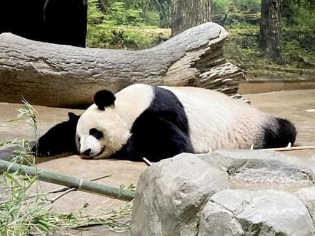 A Panda at Ueno Zoo