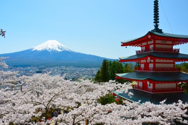 Cherry Blossom Season