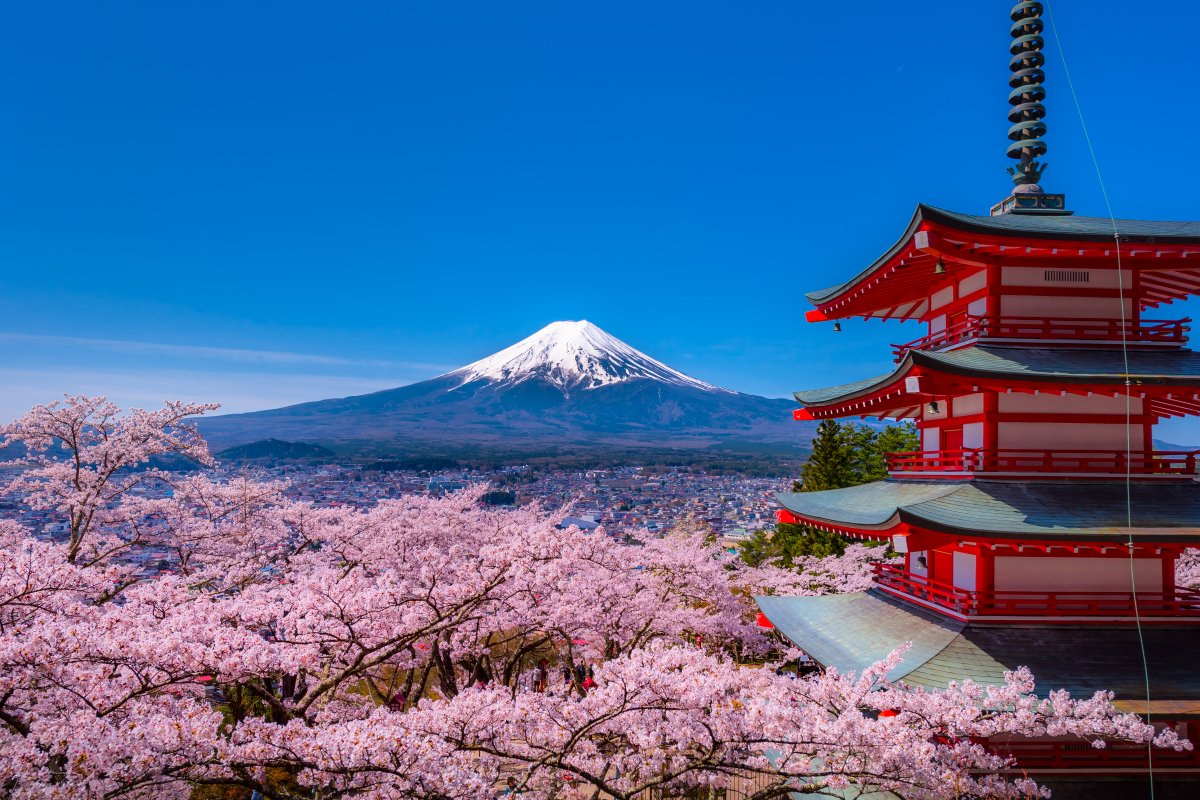 Arakurayama Sengen Park Cherry Blossom