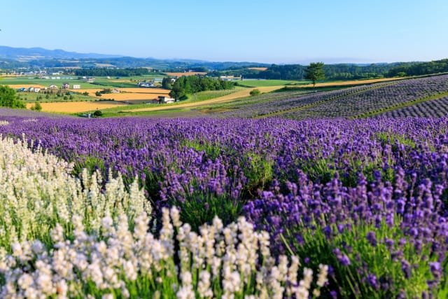 Furano (Major Lavender Production Area)