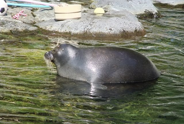 Baikal Seal