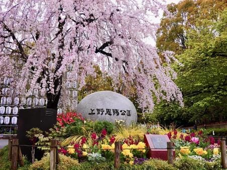 Beautiful Sakura at Ueno Park