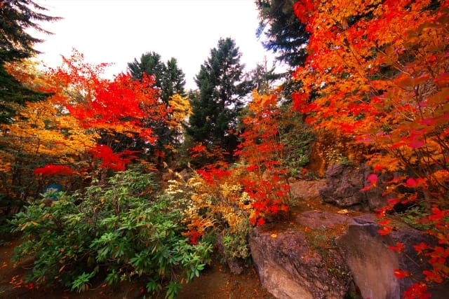 Benizakura Park