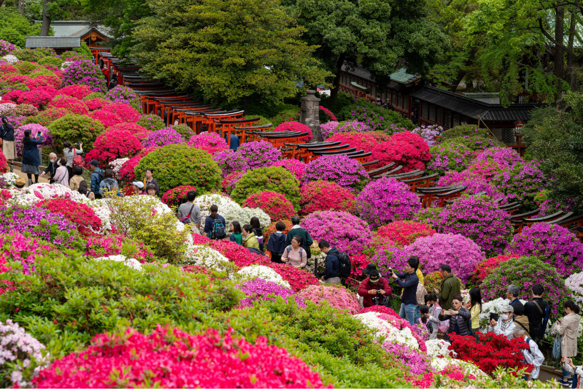 Bunkyo Azalea Festival (Nezu)