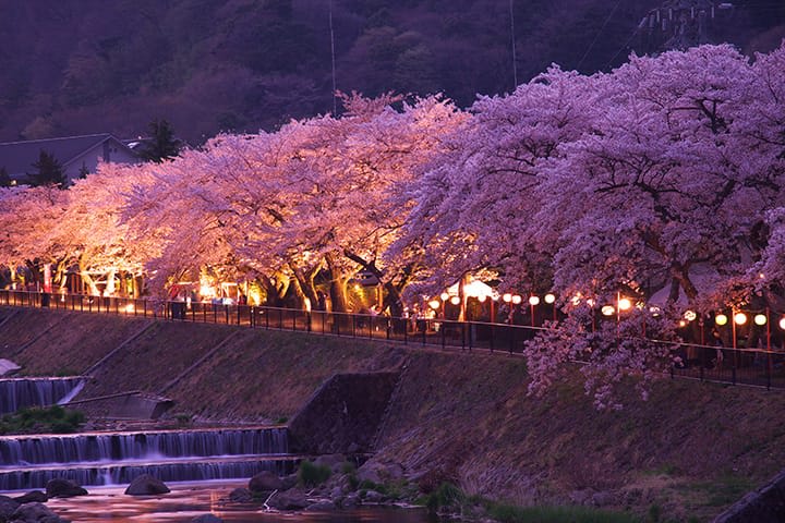 Cherry Blossom Season Highlights