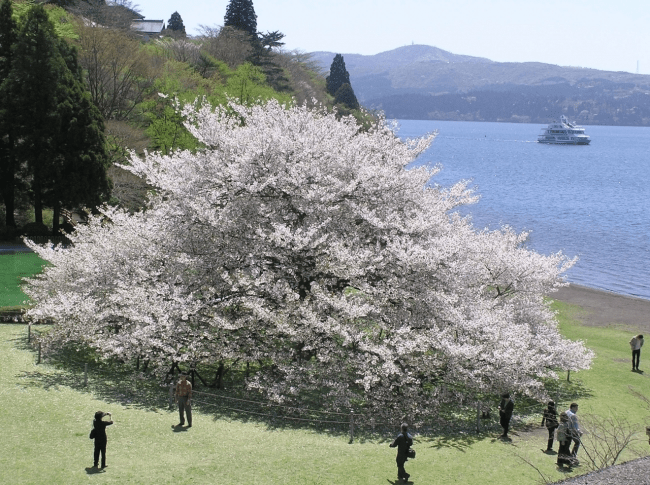 Cherry Blossom in Hakone