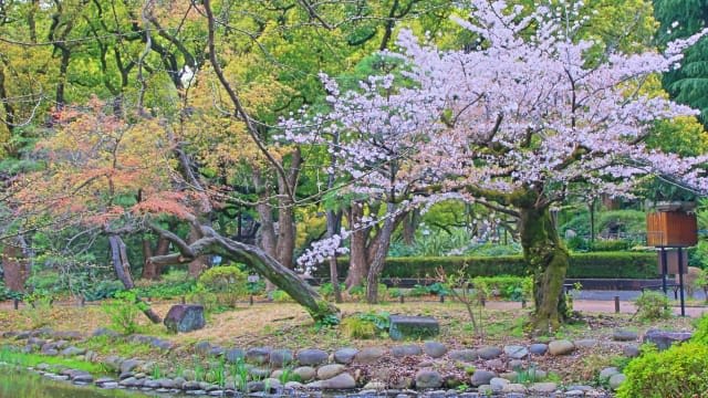 Cherry Blossoms at Hibiya Park