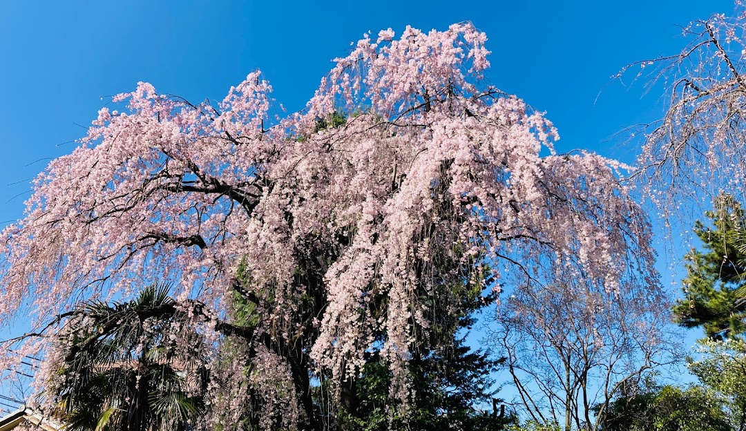 Cherry Blossoms at Hongyoji Temple