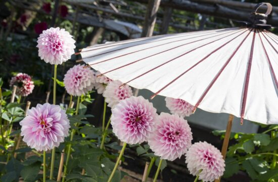 Dahlia Ayanasu Autumn Garden (Ueno)