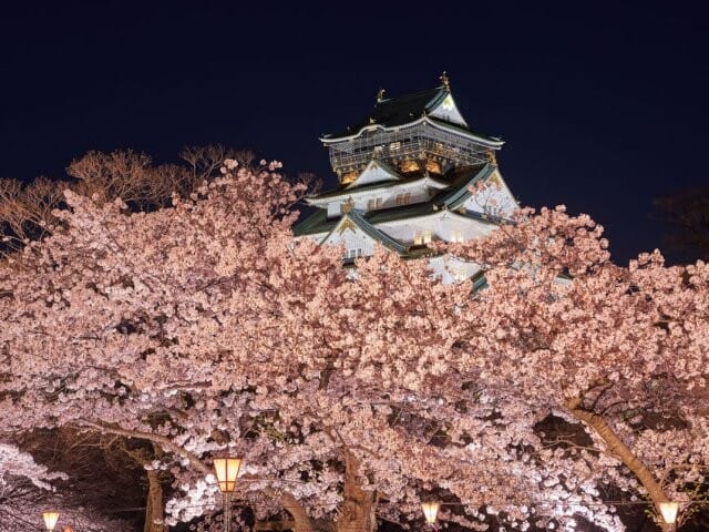 Night Cherry Blossoms with Special Illumination