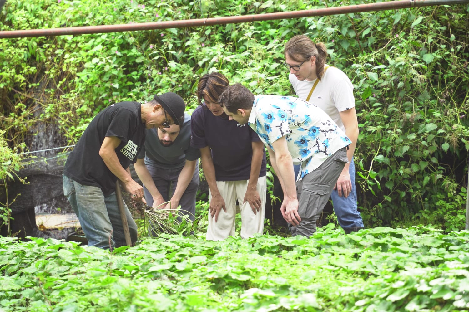 Experience Hands-on Harvesting in Terraced Wasabi Fields