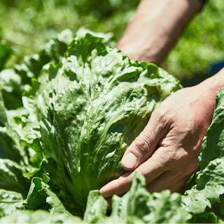 Exquisite Ingredients Grown in the Rich Nature Around Mt. Fuji