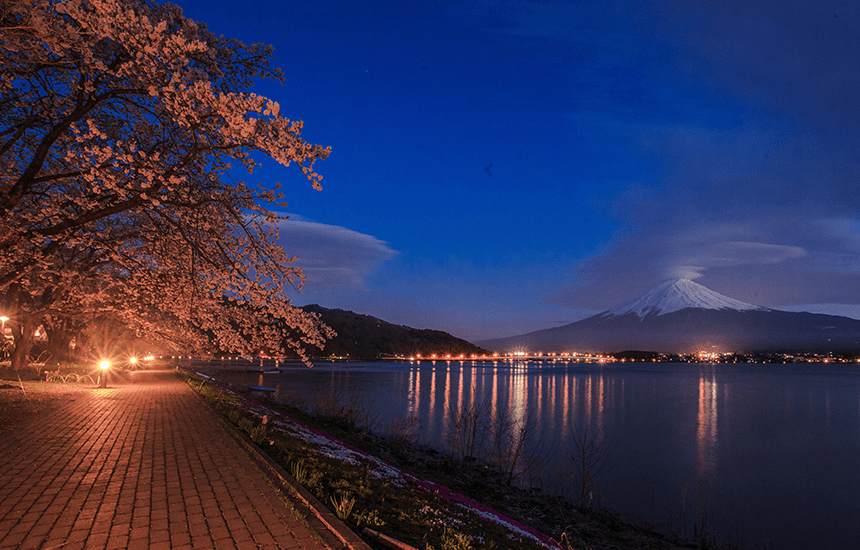 Fuji Kawaguchiko Cherry Blossom Festival